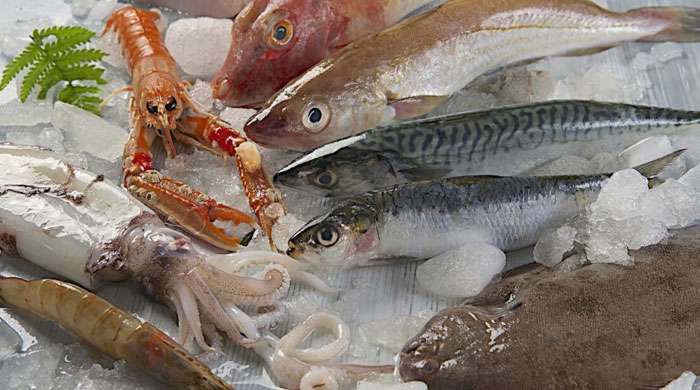 Secondi piatti (1072)